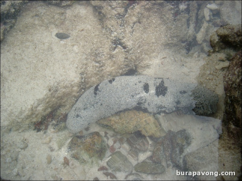 A living sea cucumber I found on Koh Kai (Kai Island).