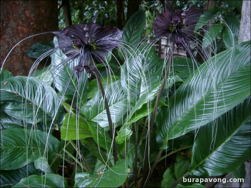 Black butterfly lily outside Pithak Chinpracha House Museum.