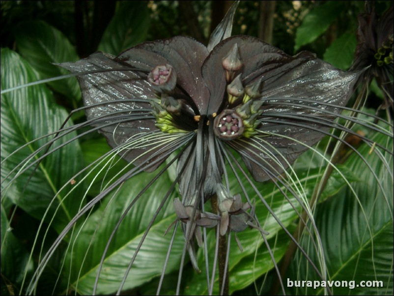 Black butterfly lily outside Pithak Chinpracha House Museum.
