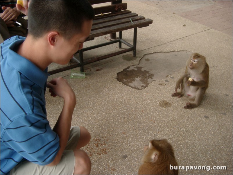 Wild monkeys at another viewpoint in Phuket.