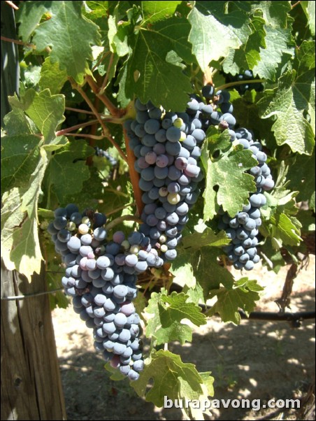 Grapes at the Robert Mondavi Vineyards.