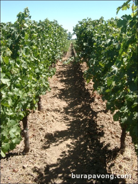 Robert Mondavi Vineyards in the Napa Valley.