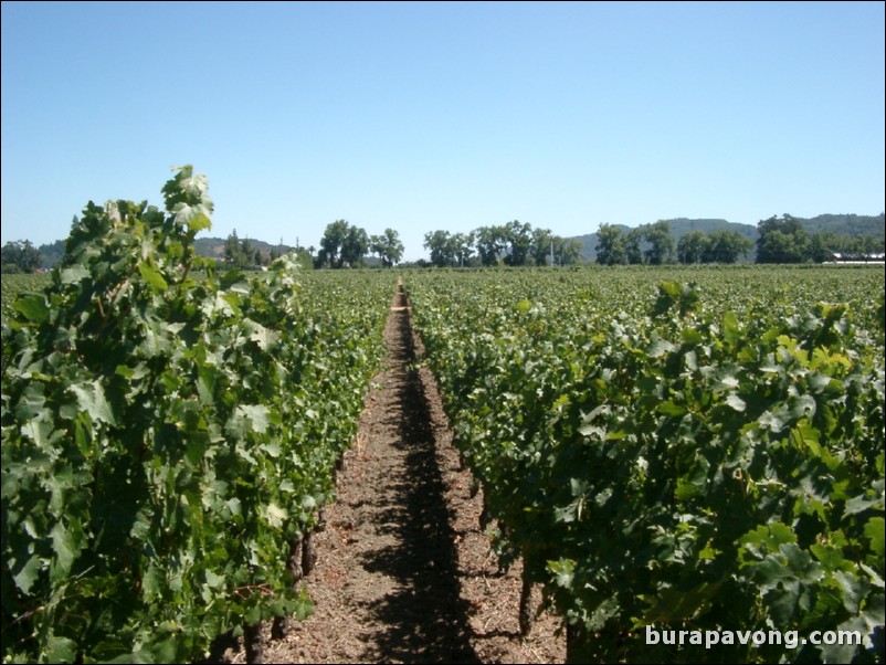 Robert Mondavi Vineyards in the Napa Valley.