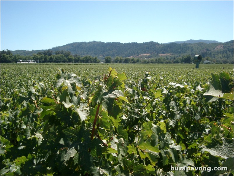 Robert Mondavi Vineyards in the Napa Valley.