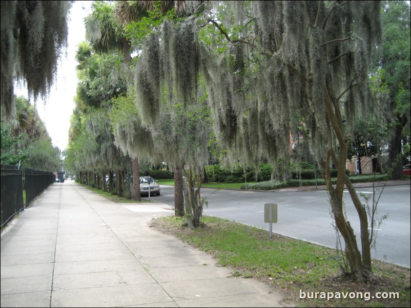 Spanish moss lined streets.