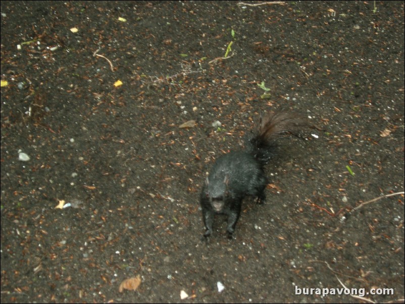 Black squirrel, Queen Elizabeth Park.
